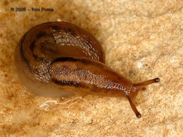 Lehmannia dal comprensorio etneo (Sicilia)